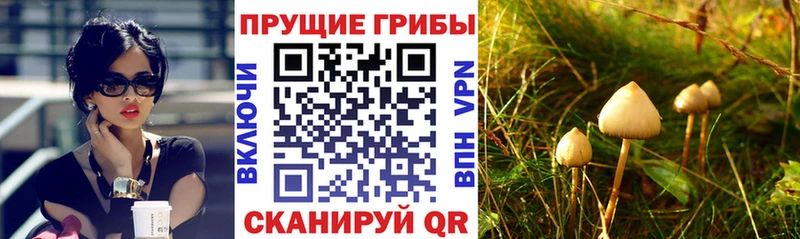 Купить закладки  Скопин  Псилоцибиновые грибы GOLDEN TEACHER 